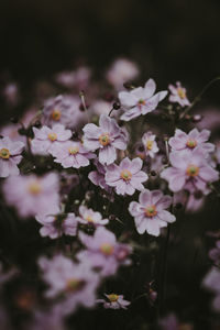 Close-up of flowering plant