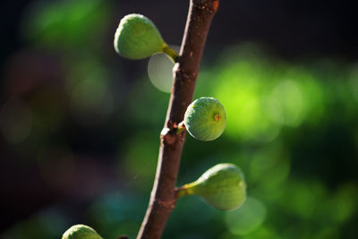 Close-up of figs growing on tree