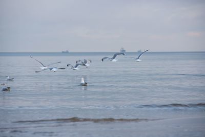 Birds flying over sea against sky