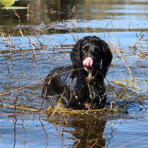 Black dog on lake