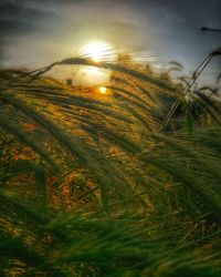 Close-up of grass on field against sky during sunset