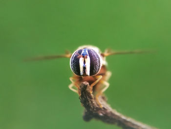 Close-up of insect