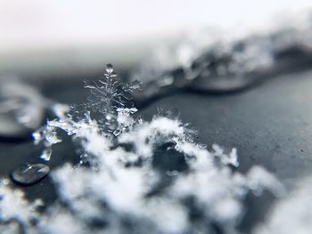 Close-up of frozen plant