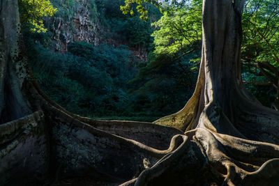 View of trees in forest