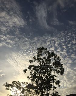 Low angle view of trees against cloudy sky