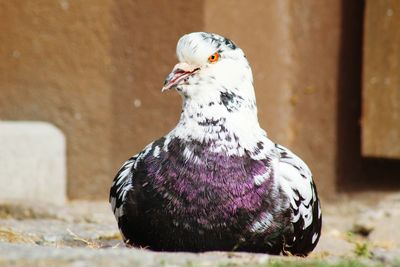 Close-up of pigeon perching