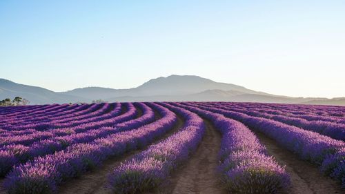 Scenic view of lavender field against sky