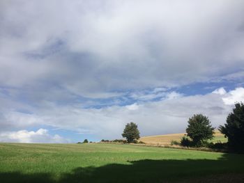 Trees on landscape