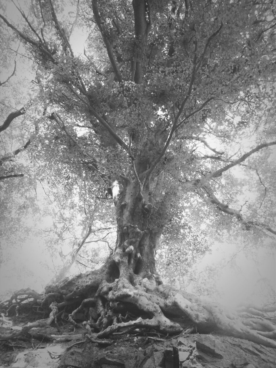 tree, tree trunk, branch, nature, tranquility, forest, growth, beauty in nature, tranquil scene, day, water, outdoors, bare tree, scenics, low angle view, no people, non-urban scene, rock - object, sunlight, sky