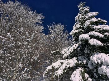 Close-up of frozen tree against sky during winter