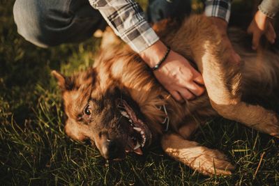 Midsection of man lying dog on grass