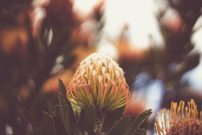 Close-up of flowers against blurred background