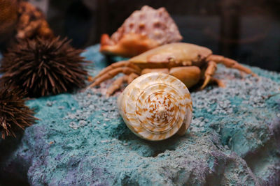 Close-up of shells on rock