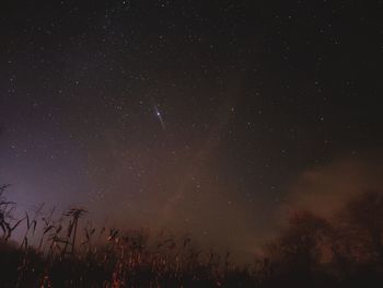 Low angle view of corn field against star field at night