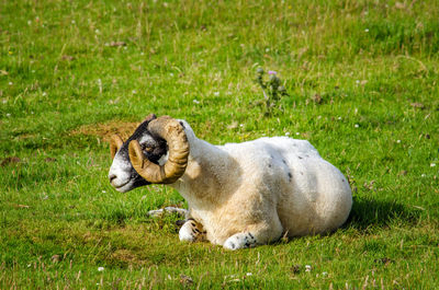 View of sheep lying on grass