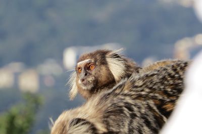 Close-up of monkey