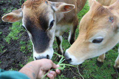 Close-up of hand holding cow on field