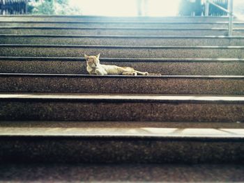 Close-up of cat on steps