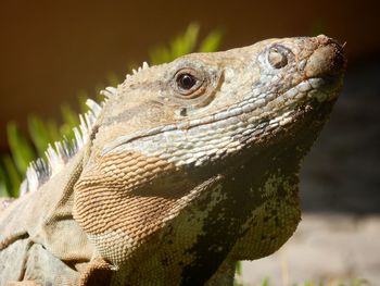 Close-up of lizard