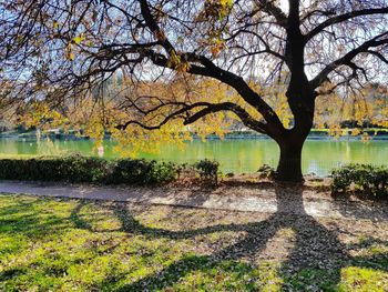 Trees by lake