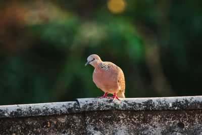 Close-up of bird perching on retaining wall