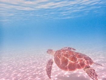 High angel view of turtle swimming in undersea