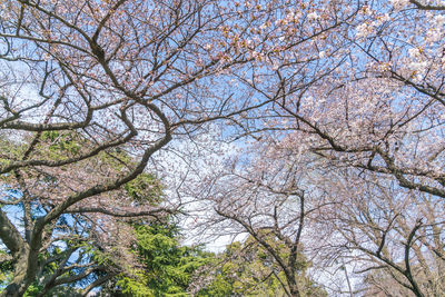 Low angle view of flower tree against sky