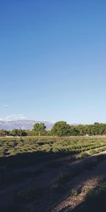 Scenic view of landscape against clear blue sky