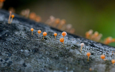 Close-up of mushroom growing on wood