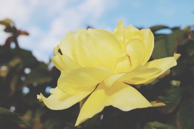 Close-up of yellow flower blooming outdoors