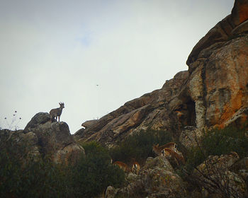 Low angle view of bird on rock against sky