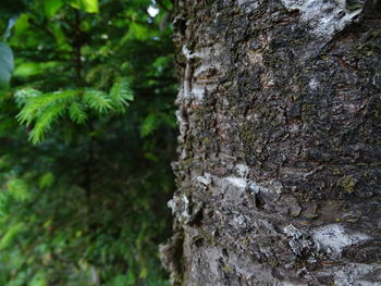 Close-up of moss growing on tree trunk