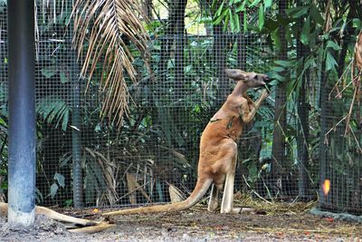 Agile wallaby grazing on leaf tops