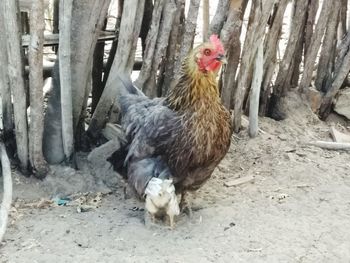 Close-up of rooster