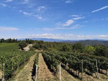 Panoramic view of vineyard against sky