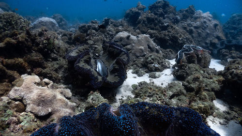 Giant clams at pagkilatan