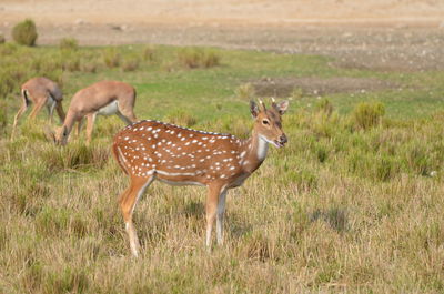 Deer grazing on field