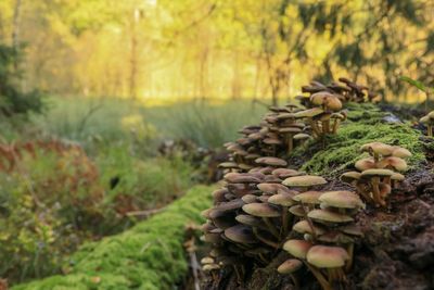 Close-up of mushrooms growing on field