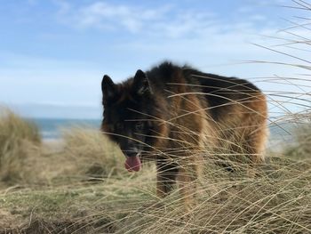 Close-up of a dog on a field