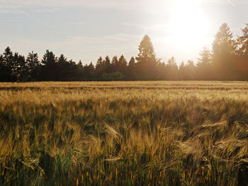 Scenic view of field against sky during sunset