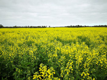 Scenic view of oilseed rape field against sky in western australia.