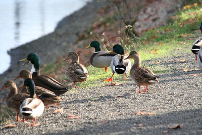 View of mallard ducks