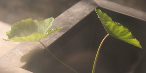 Close-up of plant growing outdoors