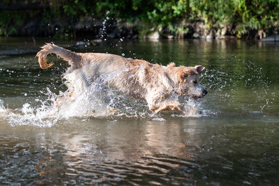 Dog running in lake