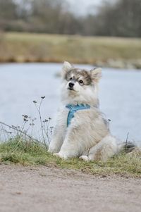 Puppy dog looking away in front of lake