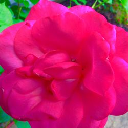 Close-up of pink rose blooming outdoors