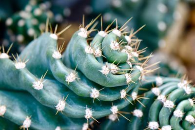 Close-up of succulent plant