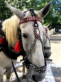 Close-up of horse