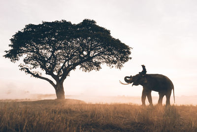 Man riding on elephant over landscape against clear sky