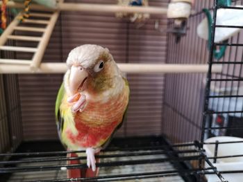 Close-up of parrot in cage